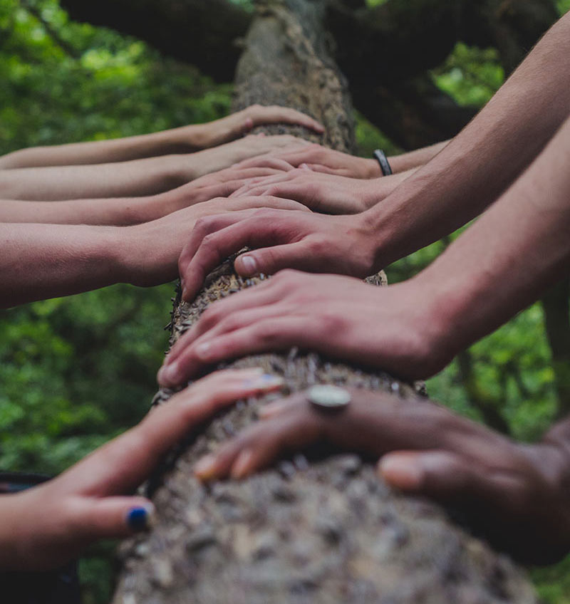 Hands on tree trunk